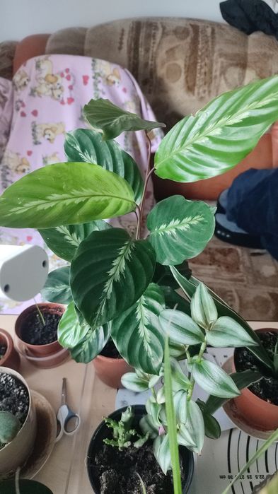 Papirus umbrela, pui de palmieri și alte plante