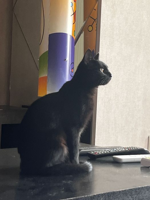 СРОЧНО!! Отдам кошку