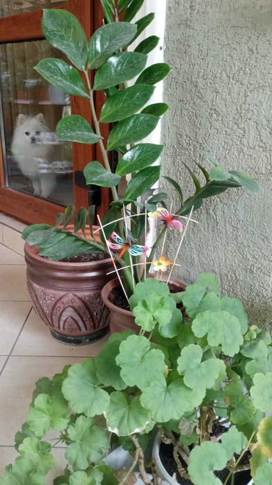 Садовые и комнатные растения!