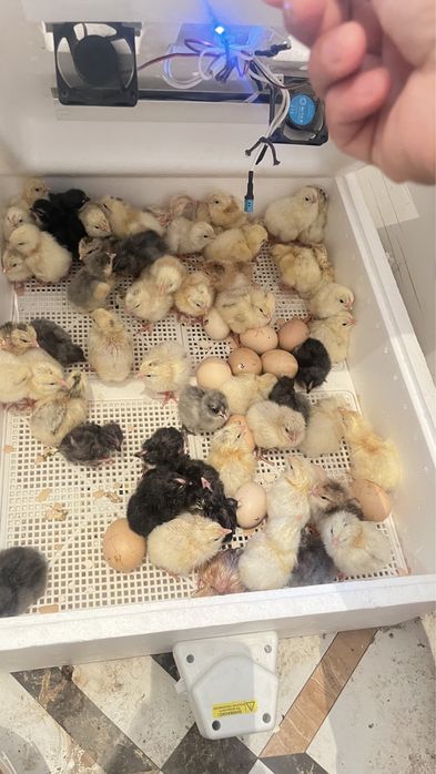 Дамашный балапан