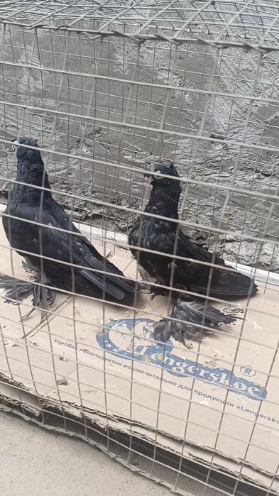 Голуби пискуны жуки