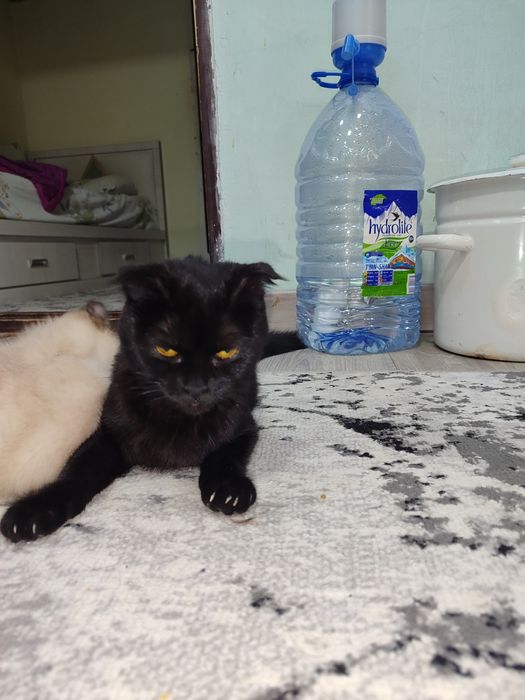 Кошка на хороший руки