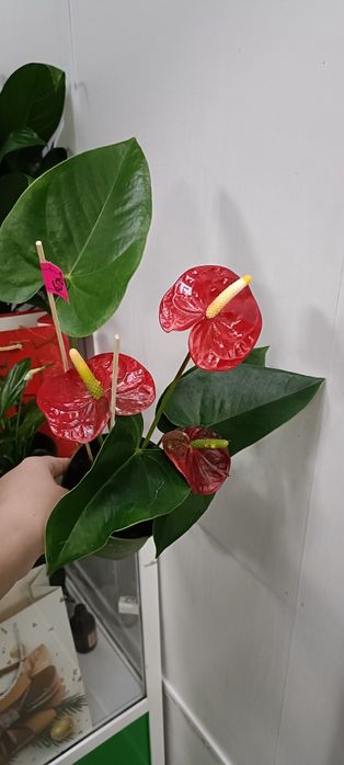 Антуриум:6500 тенге