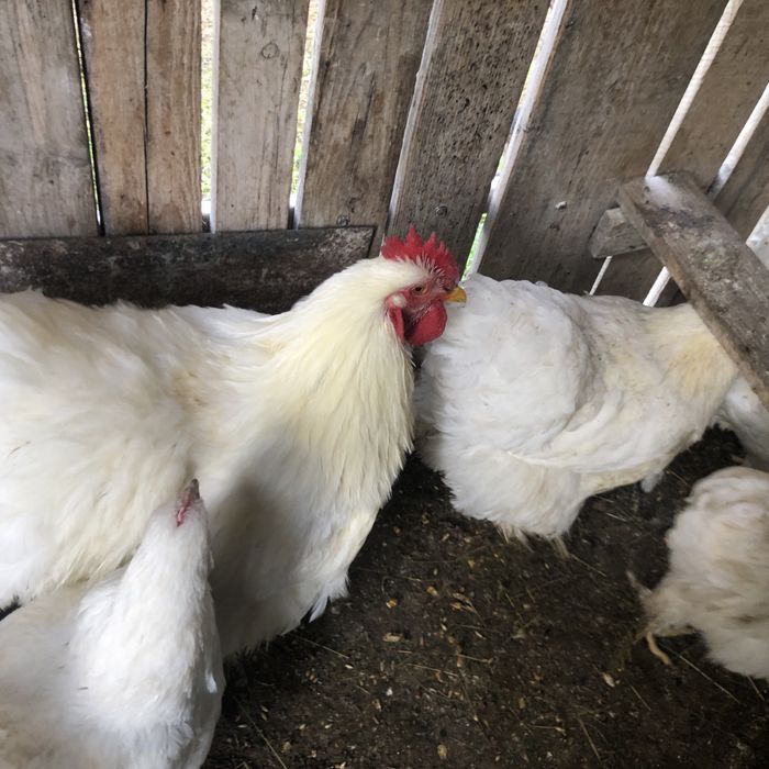 Oua pentru incubat rase mari de prestigiu