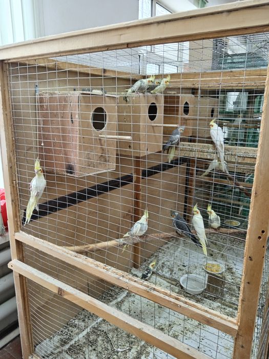 Папугай карелла Продам