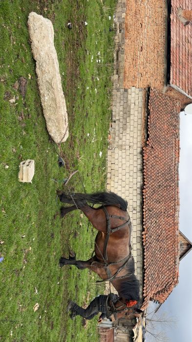 Vand mânză de 3 anii invățată la ham