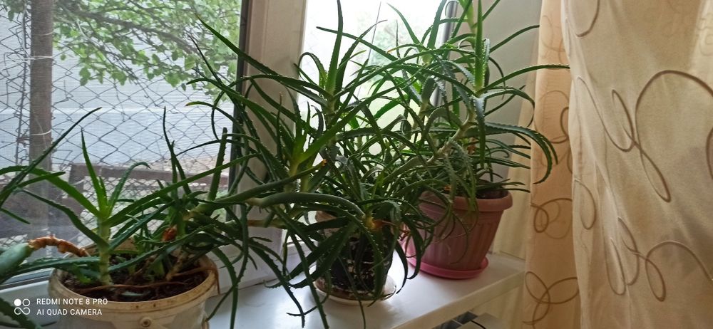 Алое лечебный 5лет