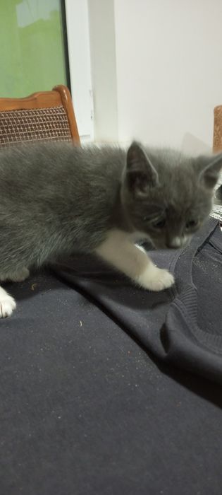 Продаються котята красивые, очень игривые. Доставка платная.