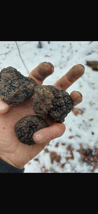 Trufe de munte de vânzare