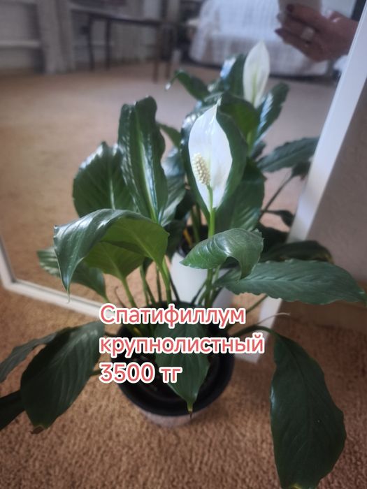 Фикус, комнатные цветы