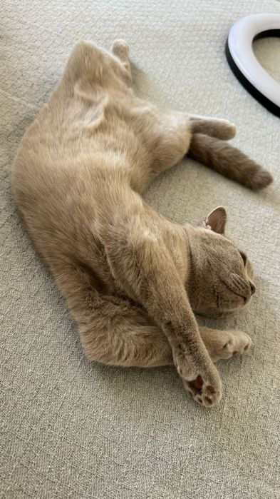 Британский скотиш прямоухий. Леона. Из Турции.