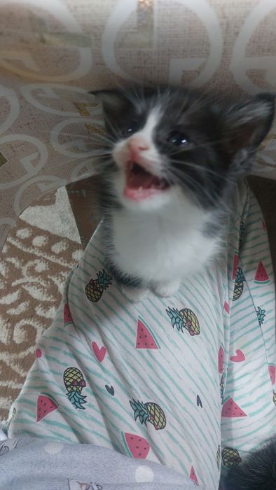 отдам котенка 1.5 мес