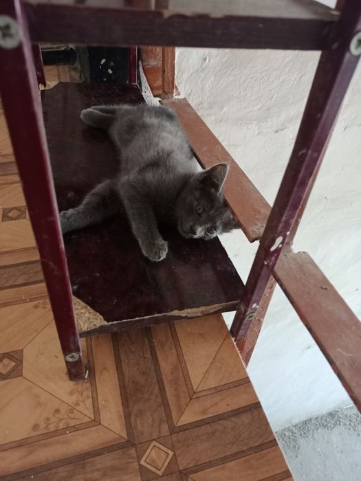 Котята,разные,2мес.мальчики и девочки
