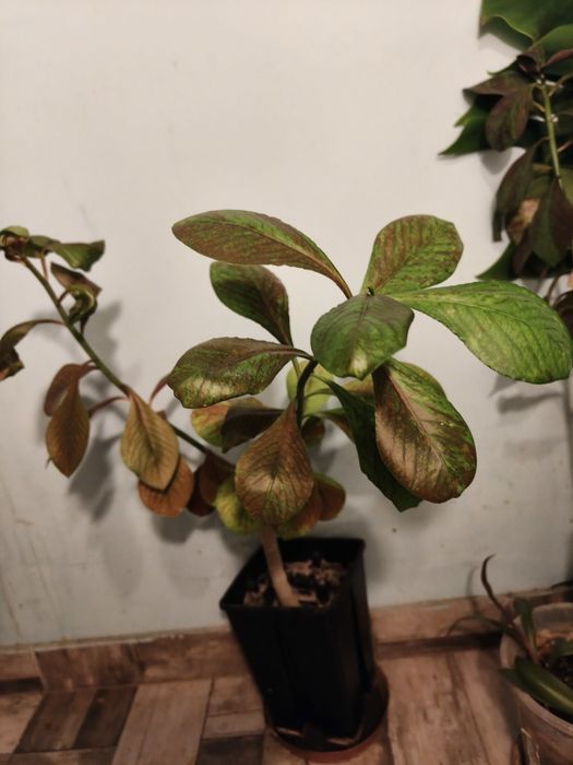 Vand diferite plante