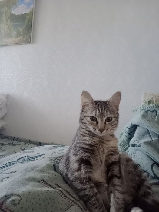 Котенок ищет своего хозяина!