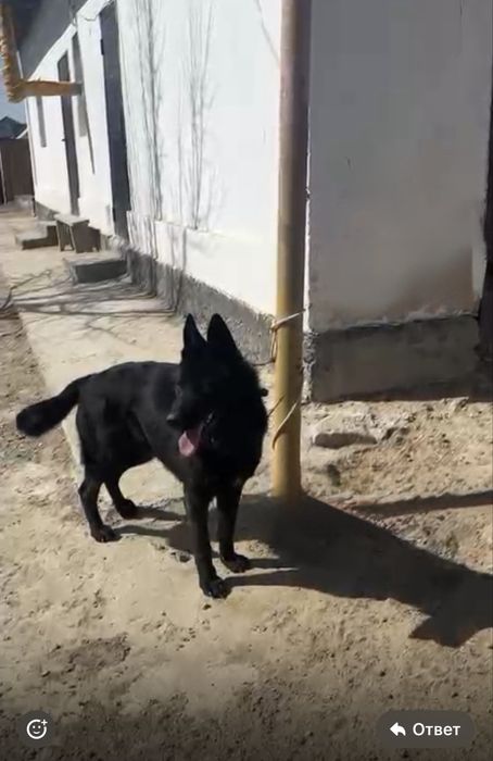 продается овчарка  1,5 лет