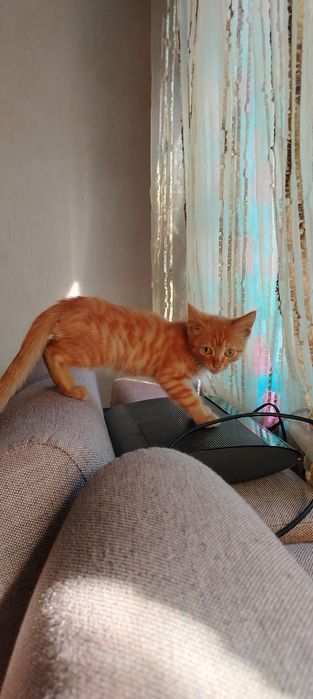 Отдам молодого котика
