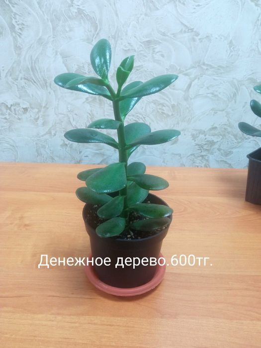 Продам комнатные цветы