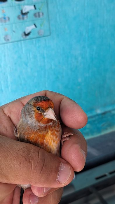 Гибриды щегла и канарейки.