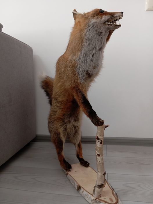 Препарирана лисица