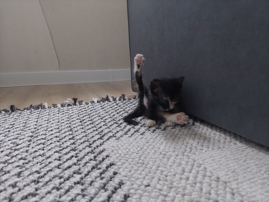 Котенок домашний