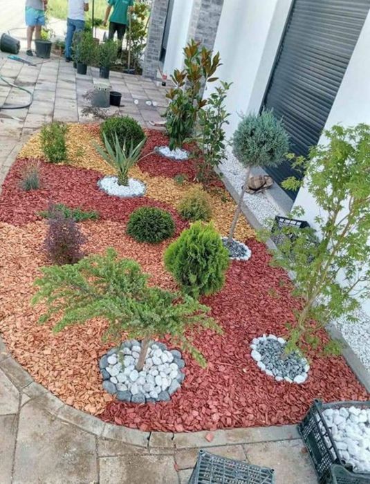 Photinia Red Robin