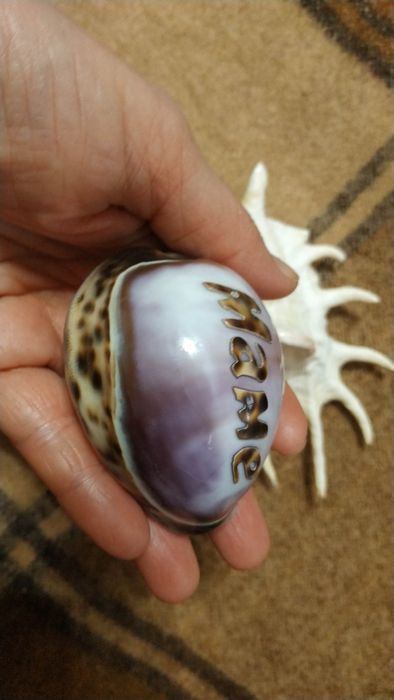 Ракушки с Черного моря. 150 тыс за все.