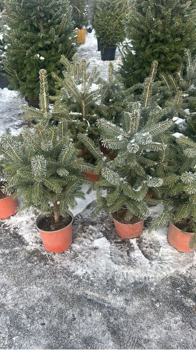 Зеленые ели. Елка в горшке Купить живую ель в горшкек.