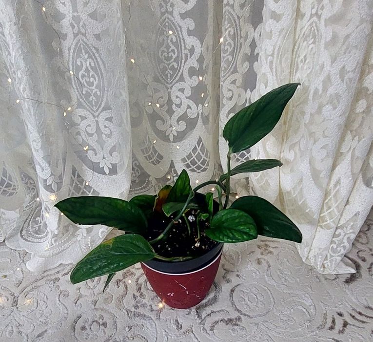 комнатные цветы для гостиной