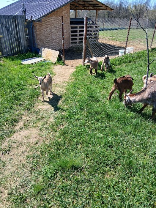 Iezi  capre la a doua și a treia fătare cu câte 2 iezi.