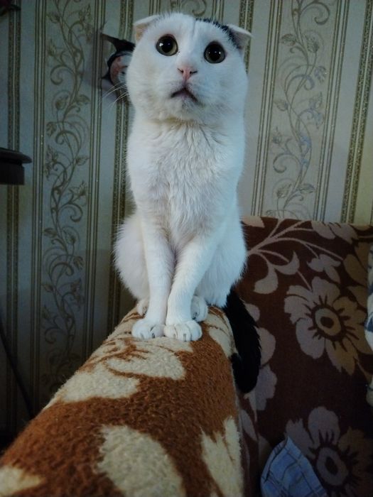 Мальчик для вязки