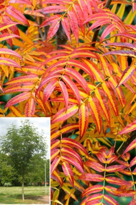 Sorbus -Dodong frunze roși