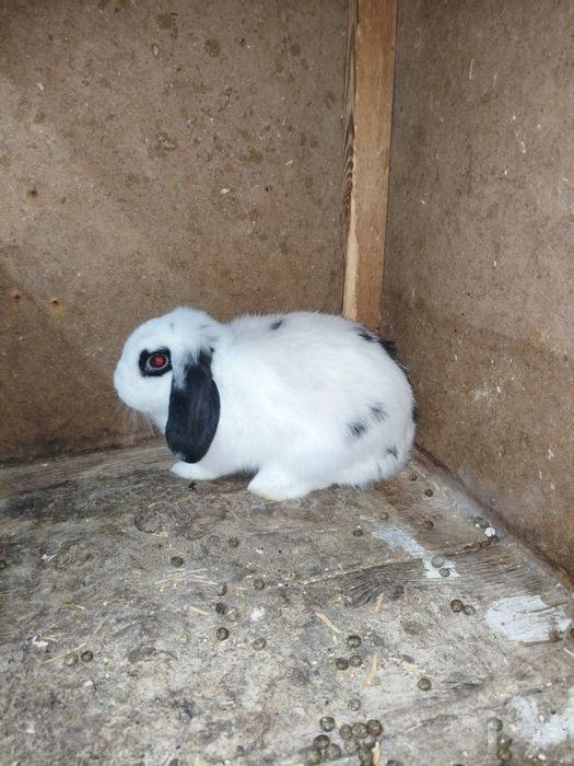 Karlik baran samka 5 oyli soglom