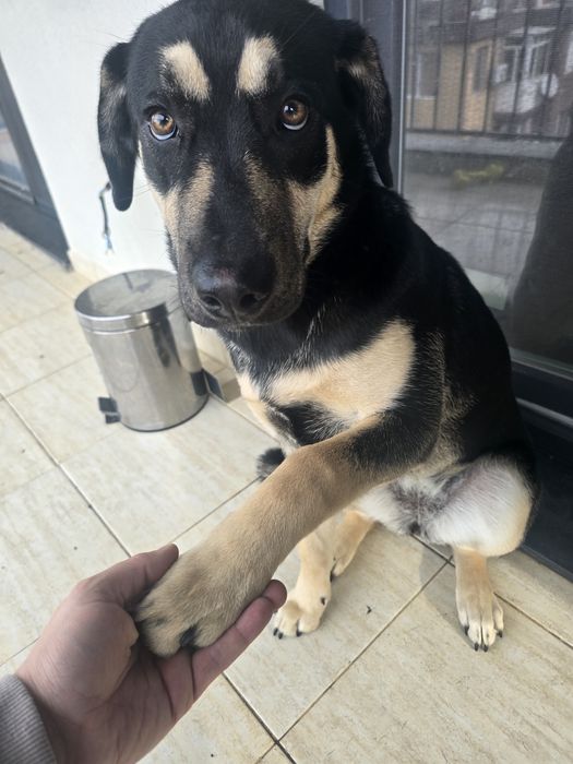 Куче Сиси търси дом