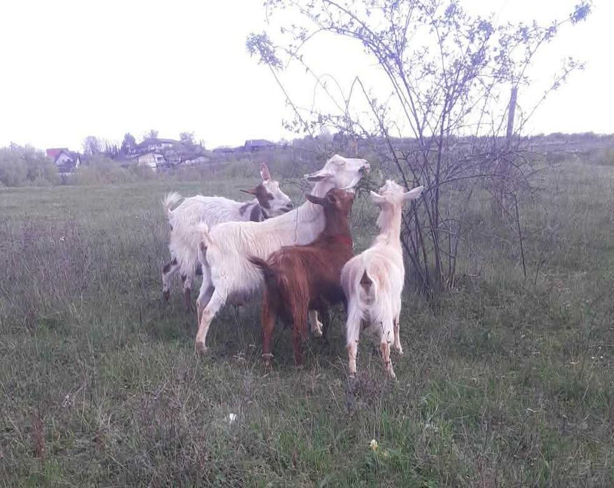 4 capre de lapte rasă Saanen | în lactație | 1000 lei/buc negociabil | Iași