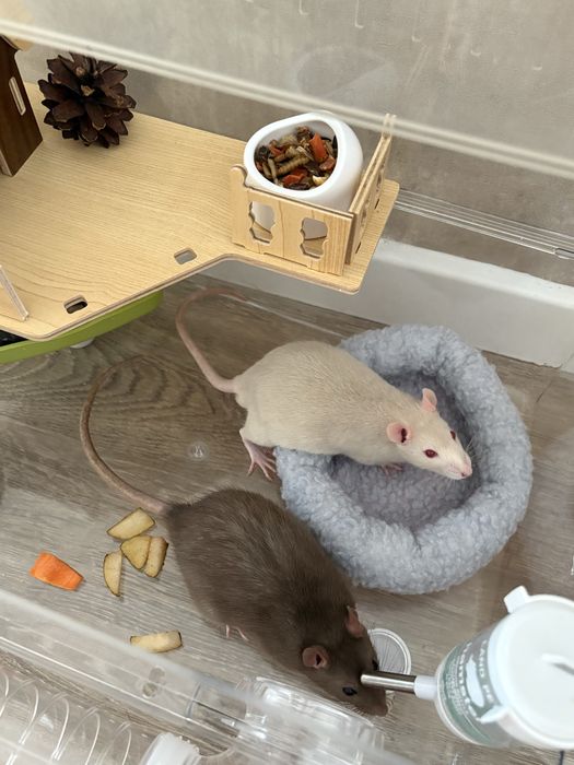 Крысы с клеткой