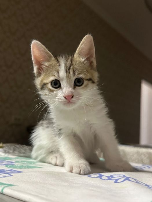 котята бесплатно