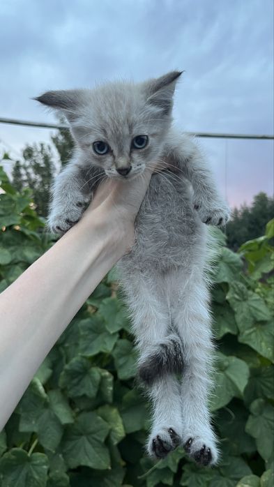 Котята мальчики | 2 месяца