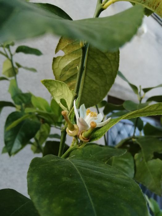 Vind lamii altoit întrat pe rod de 15 ani Are doi metri înălțime fruct