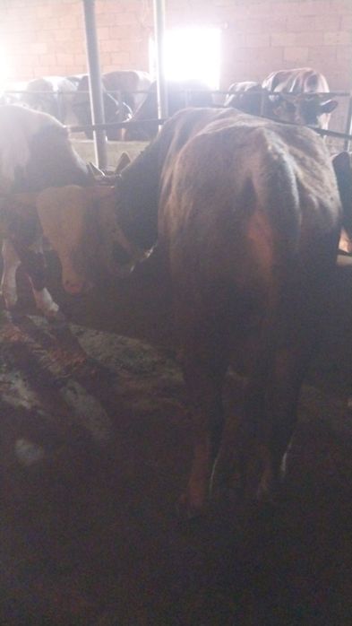 Продам Бычков на курбан-айт