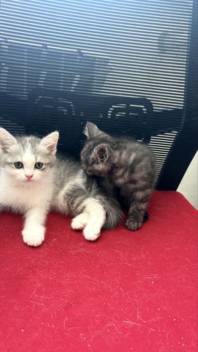 Котята домашние 2 месяц