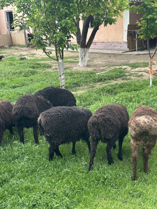 Туктылар сатылады