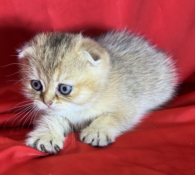 Продаётся котёнок золотой шиншиллы
