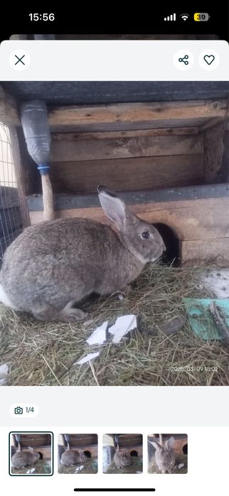 Қоян сатылады, бағасымен келісеміз