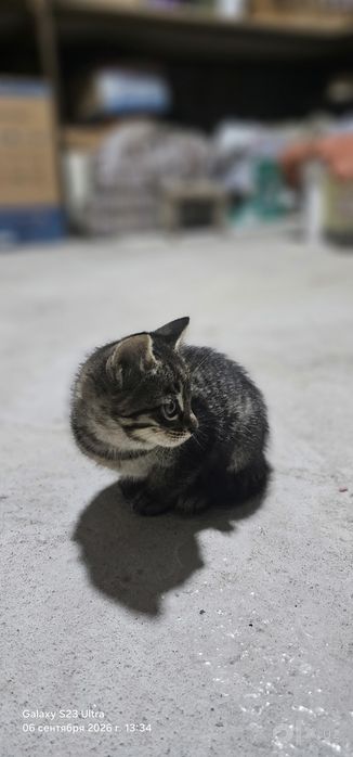 Бесплатно: котята в заботливые руки