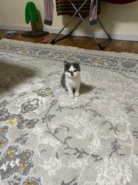Отдам котят в добрые руки