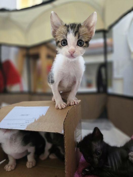 Adoptie motanel 6 saptamani