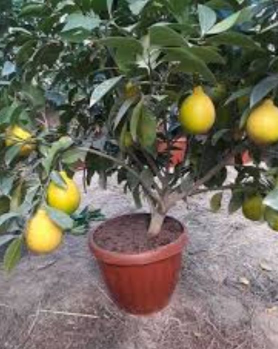 Limon kochat sotiladi