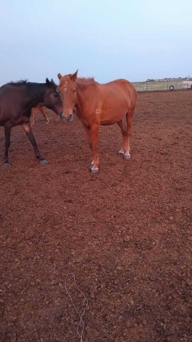 Кобыла двухлетка