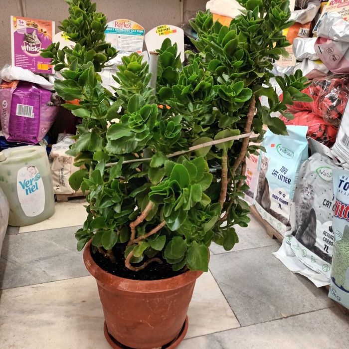 Каланхое 45лв.-80см.